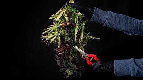 How Often Can You Harvest A Cannabis Plant In A Year? - Weed-Smart