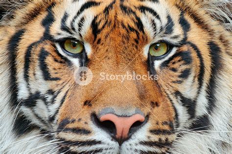 Close-up portrait of Sumatran tiger, a rare subspecies found on the Indonesian island of Sumatra ...