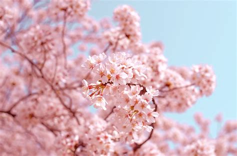 Aesthetic Cherry Blossom Wallpapers - Wallpaper Cave