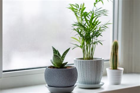 Small plants: 7 eye-catching houseplants to spruce up your home