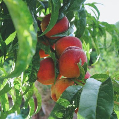 Ranger Peach Tree - Bob Wells Nursery - U.S. Shipping