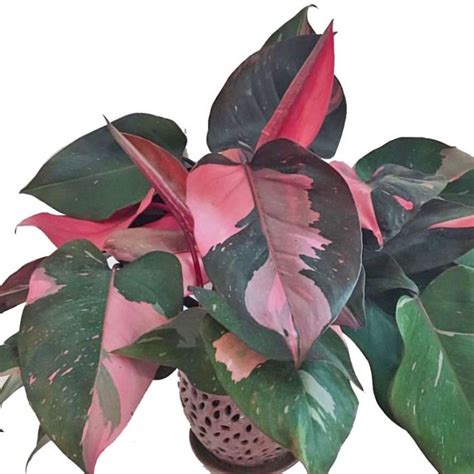 pink princess philodendron care australia - Kasie Hodgson