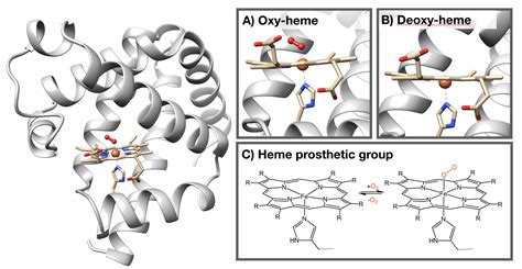 Myoglobin - Chemistry LibreTexts