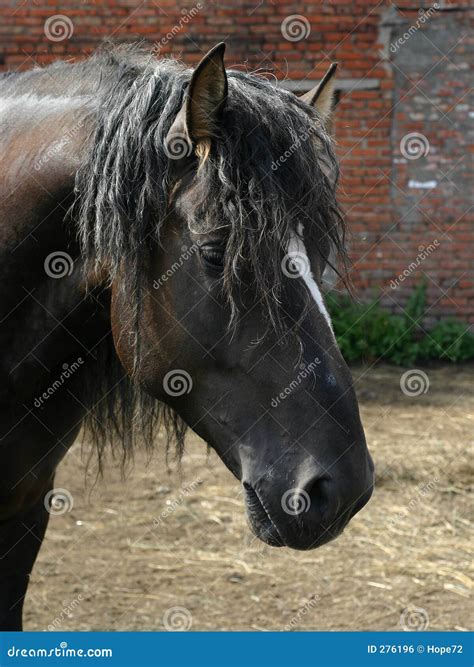 Black Russian Shire Horse Royalty Free Stock Image - Image: 276196