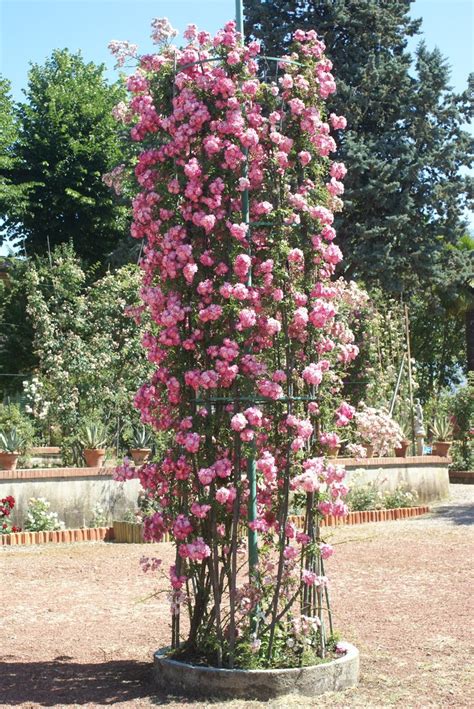 Climbing Roses - Ludwig's Roses | Rose garden design, Climbing roses, Rose garden landscape