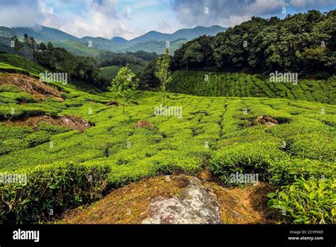 View N from Lakshmi tea estate in the Munnar tea growing area to the Western Ghats & 2695m ...