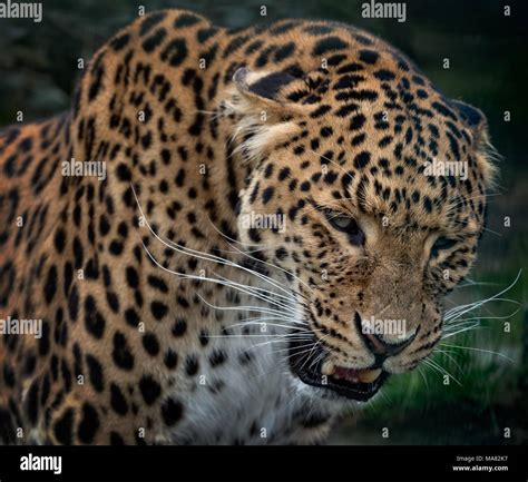 Amur Leopard snarling Stock Photo - Alamy