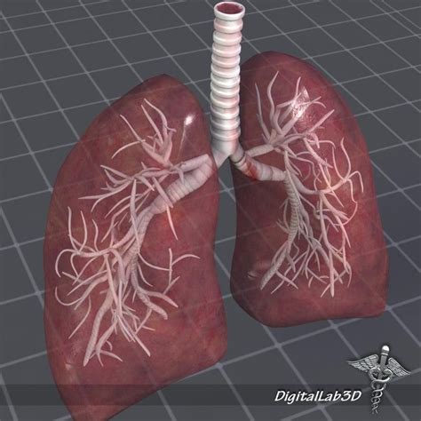 Lungs Anatomy 3D Model #AD ,#Lungs#Anatomy#Model | Lung anatomy, Anatomy models, Human lungs