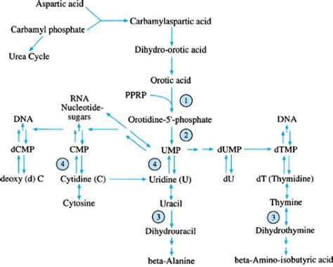 Disorders of Purine and Pyrimidine Metabolism | Musculoskeletal Key