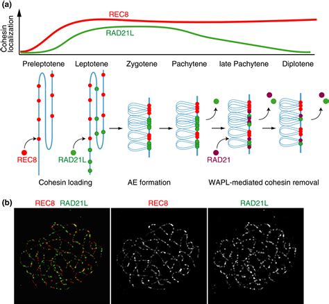 The cohesin complex in mammalian meiosis - Ishiguro - 2019 - Genes to Cells - Wiley Online Library