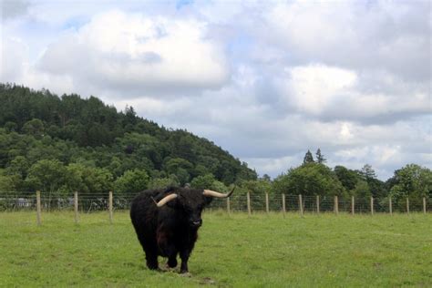 Free Images : grass, field, farm, meadow, herd, pasture, grazing, ranch, agriculture, grassland ...