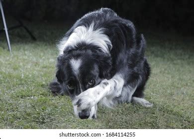 Portrait Embarrassed Dog Hiding Face Paw Stock Photo 1684114252 | Shutterstock