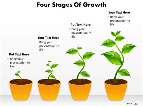 four stages of growth shown by plants growing in pots powerpoint ...