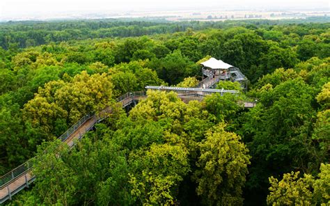 National Park Hainich - out and about on the canopy path