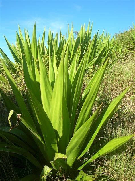 Furcraea foetida - UF/IFAS Assessment - University of Florida, Institute of Food and ...