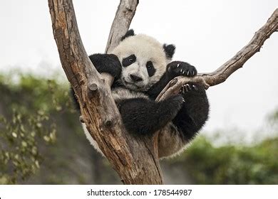 Giant Baby Panda Hanging On Tree Stock Photo 178544987 | Shutterstock