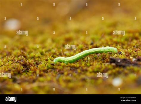 caterpillar, winter moth, caterpillars Stock Photo - Alamy