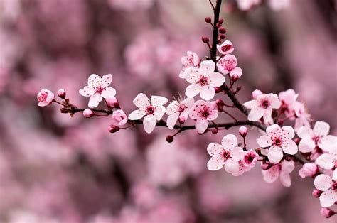 The Wonderful Cherry Blossom Festival in Changwon, South Korea | Cherry ...