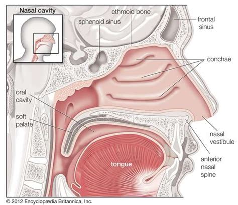 Nasal swab used for COVID-19 testing does not reach the brain – Science ...