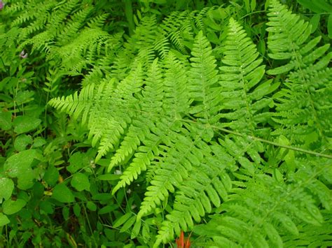 Pteridium aquilinum western bracken fern - growiser.net