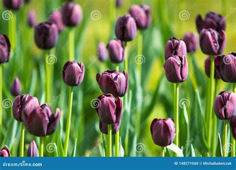 Image of Purple Tulip Flowers in a Garden Stock Photo - Image of april ...