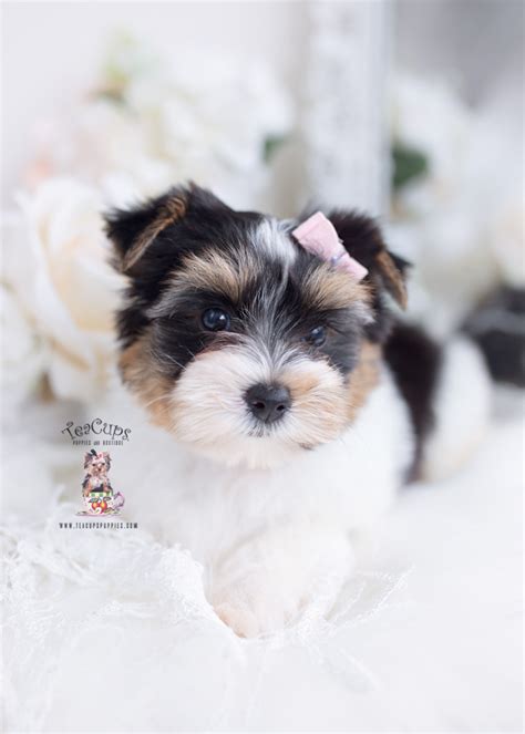 Parti Yorkie Puppies Florida | Teacup Puppies & Boutique