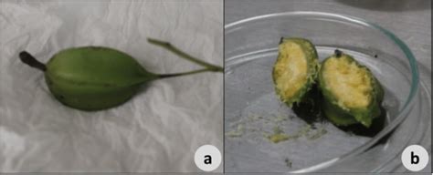 (a) Orchid fruit that will be used as explants and (b) seeds of C.... | Download Scientific Diagram