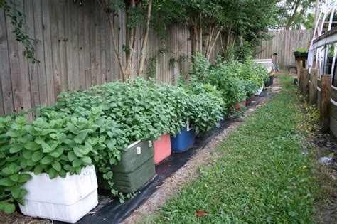 Enjoy growing mint without any trouble | Mississippi State University ...