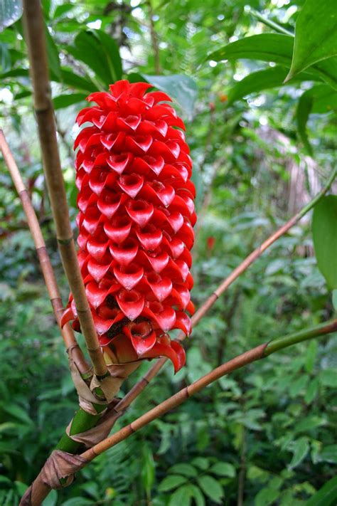 Red Wax Ginger (Tapeinochilus ananassae)