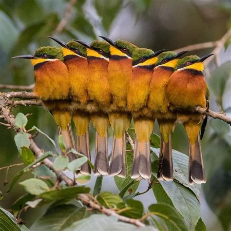 Cinnamon-chested Bee-eater | Wildlife photography, Bird photography ...