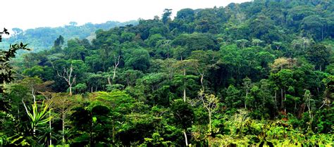 CONGO BASIN RAINFOREST PROJECT — Democratic Republic of the Congo | by Stand For Trees | Medium