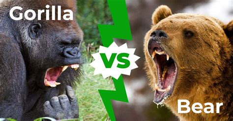 Gorilla vs Bear: The 2 Key Differences - A-Z Animals