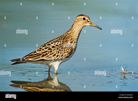 Pectoral sandpiper during fall migration Stock Photo - Alamy