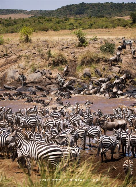 The Great Wildebeest Migration - Wildlife Photography, Clement Wild