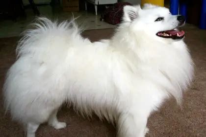 Miniature American Eskimo Dog Information, Facts, Pictures, Training ...