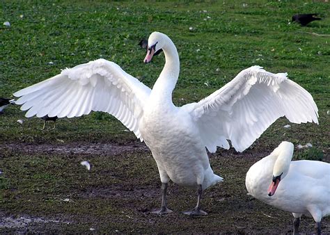 קובץ:Swan.spreads.wings.arp.jpg