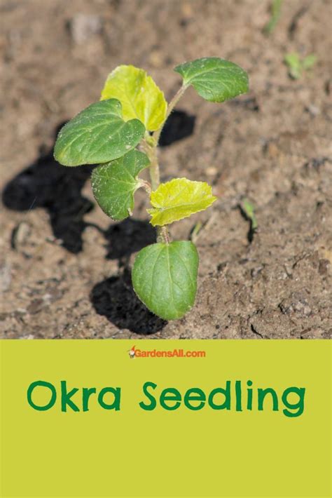 Do You Know When to Plant Okra Seed? - GardensAll