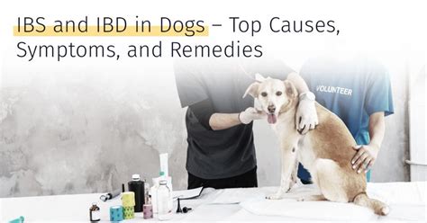 IBS and IBD In Dogs - Top Causes, Symptoms, and Remedies