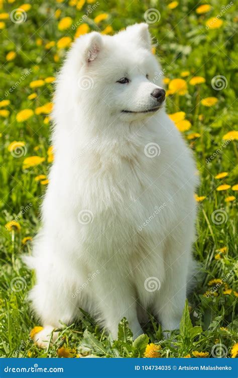 Cute Samoyed Dog in the Grass Stock Image - Image of mammal, attractive ...