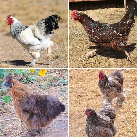 The Best 12 Broody Hen Breeds to Choose From