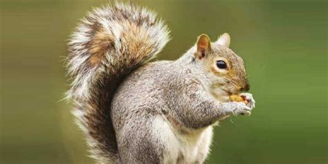 How to identify and control grey squirrels | Rochdale Borough Council