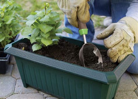 Container for Lettuce – Arid Agriculture & Vegetable Gardening