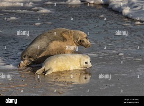 Grey Seals and Pups in the breeding season Stock Photo - Alamy