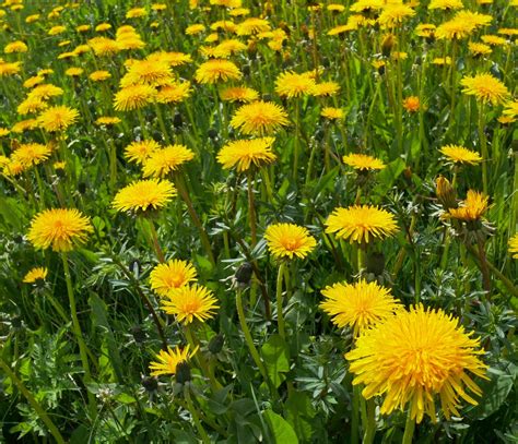 Dandelion Flower Free Stock Photo - Public Domain Pictures