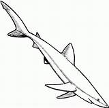 Free Printable Shark Coloring Pages For Kids sketch template