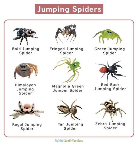 Jumping Spider Facts, Identification, & Pictures | Jumping spider ...