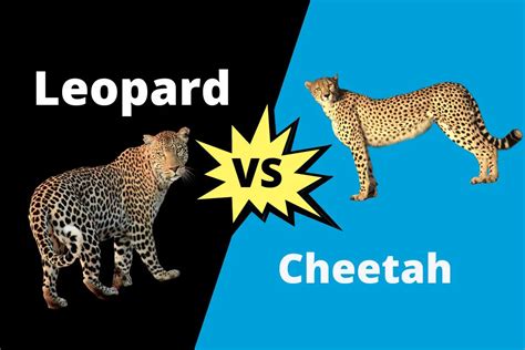 Difference Between Cheetah And Leopard | ContrastHub