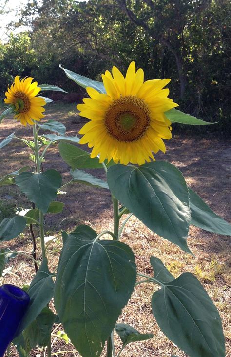 Happy sunflowers that enjoyed the rare rain Plant Food, Sunflowers, Rain, Gardens, Home And ...