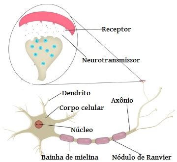 Neurônios. Características e os tipos de neurônios - Brasil Escola