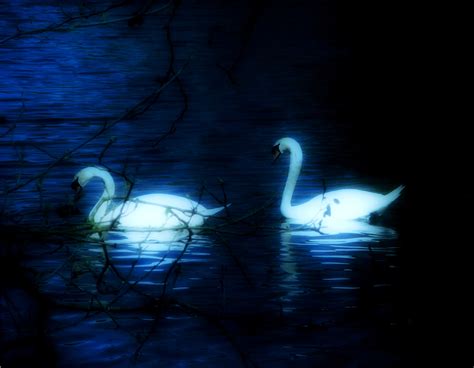 🔥 [50+] Swan Lake Wallpapers | WallpaperSafari